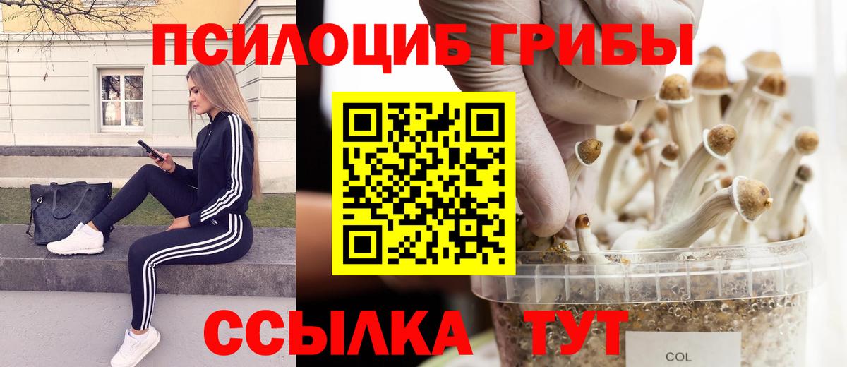 Псилоцибиновые грибы Psilocybine cubensis Кизляр